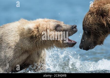 Zwei unterErwachsene Alaskan Braunbären spielen im Brooks River im Katmai National Park, Alaska Stockfoto