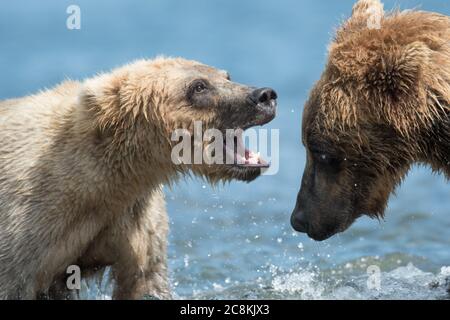 Zwei unterErwachsene Alaskan Braunbären spielen im Brooks River im Katmai National Park, Alaska Stockfoto