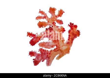 Aquarell rote weiche Koralle mit fleckiger Textur isoliert auf weißem Hintergrund Stockfoto