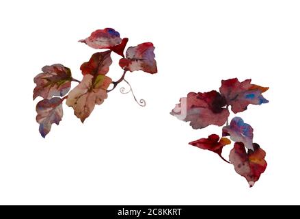 Set von dekorativen roten und violetten Aquarellblättern für floristische Blumensträuße. Rote wilde Weinrebe oder rote Efeu-Pflanze isoliert auf weißem Hintergrund Stockfoto