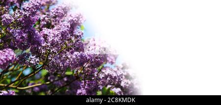 Blüten des gemeinen Flieders (syringa vulgaris) blühend im Frühling mit weißem Kopieplatz Stockfoto