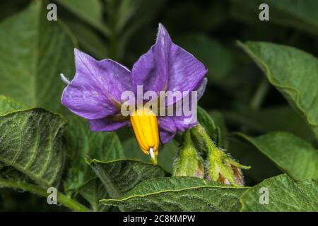 Blume der Ratte Kartoffel (Solanum tuberosum) Stockfoto