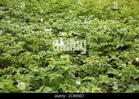 Blühende Kartoffelpflanzen in einem Gemüsegarten. Stockfoto