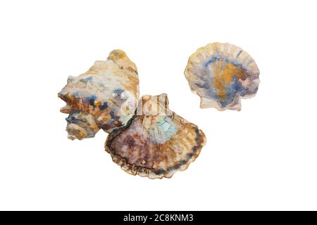 Aquarell-Jakobsmuscheln und Rapana-Muscheln. Realistische Farbdarstellung von Muscheln und Sealife Stockfoto