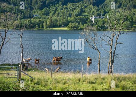 Loch Achray, Loch Lomond und Trossachs National Park, Schottland, Großbritannien. 18. Juni 2020. Im Bild: Highland Cows Tauchen Sie im kühlen loch in der Abendsonne am Ufer des Loch Achray ein, der von einem Teil der Heart 200 Route umgeben ist. Heute hat es Temperaturen in der Mitte der zwanziger Jahre gesehen, mit flüsterigen mittleren bis hohen Wolken und blauen Himmel. Quelle: Colin Fisher/Alamy Live News. Stockfoto