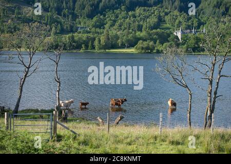 Loch Achray, Loch Lomond und Trossachs National Park, Schottland, Großbritannien. 18. Juni 2020. Im Bild: Highland Cows Tauchen Sie im kühlen loch in der Abendsonne am Ufer des Loch Achray ein, der von einem Teil der Heart 200 Route umgeben ist. Heute hat es Temperaturen in der Mitte der zwanziger Jahre gesehen, mit flüsterigen mittleren bis hohen Wolken und blauen Himmel. Quelle: Colin Fisher/Alamy Live News. Stockfoto