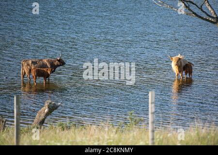 Loch Achray, Loch Lomond und Trossachs National Park, Schottland, Großbritannien. 18. Juni 2020. Im Bild: Highland Cows Tauchen Sie im kühlen loch in der Abendsonne am Ufer des Loch Achray ein, der von einem Teil der Heart 200 Route umgeben ist. Heute hat es Temperaturen in der Mitte der zwanziger Jahre gesehen, mit flüsterigen mittleren bis hohen Wolken und blauen Himmel. Quelle: Colin Fisher/Alamy Live News. Stockfoto