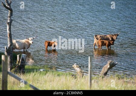 Loch Achray, Loch Lomond und Trossachs National Park, Schottland, Großbritannien. 18. Juni 2020. Im Bild: Highland Cows Tauchen Sie im kühlen loch in der Abendsonne am Ufer des Loch Achray ein, der von einem Teil der Heart 200 Route umgeben ist. Heute hat es Temperaturen in der Mitte der zwanziger Jahre gesehen, mit flüsterigen mittleren bis hohen Wolken und blauen Himmel. Quelle: Colin Fisher/Alamy Live News. Stockfoto