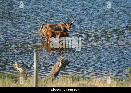 Loch Achray, Loch Lomond und Trossachs National Park, Schottland, Großbritannien. 18. Juni 2020. Im Bild: Highland Cows Tauchen Sie im kühlen loch in der Abendsonne am Ufer des Loch Achray ein, der von einem Teil der Heart 200 Route umgeben ist. Heute hat es Temperaturen in der Mitte der zwanziger Jahre gesehen, mit flüsterigen mittleren bis hohen Wolken und blauen Himmel. Quelle: Colin Fisher/Alamy Live News. Stockfoto