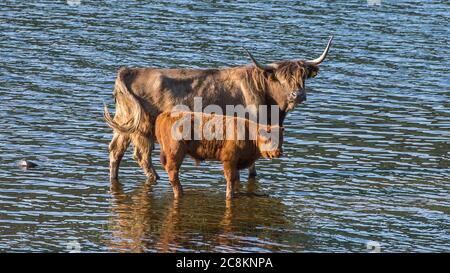 Loch Achray, Loch Lomond und Trossachs National Park, Schottland, Großbritannien. 18. Juni 2020. Im Bild: Highland Cows Tauchen Sie im kühlen loch in der Abendsonne am Ufer des Loch Achray ein, der von einem Teil der Heart 200 Route umgeben ist. Heute hat es Temperaturen in der Mitte der zwanziger Jahre gesehen, mit flüsterigen mittleren bis hohen Wolken und blauen Himmel. Quelle: Colin Fisher/Alamy Live News. Stockfoto