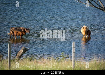 Loch Achray, Loch Lomond und Trossachs National Park, Schottland, Großbritannien. 18. Juni 2020. Im Bild: Highland Cows Tauchen Sie im kühlen loch in der Abendsonne am Ufer des Loch Achray ein, der von einem Teil der Heart 200 Route umgeben ist. Heute hat es Temperaturen in der Mitte der zwanziger Jahre gesehen, mit flüsterigen mittleren bis hohen Wolken und blauen Himmel. Quelle: Colin Fisher/Alamy Live News. Stockfoto