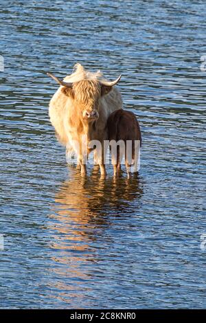 Loch Achray, Loch Lomond und Trossachs National Park, Schottland, Großbritannien. 18. Juni 2020. Im Bild: Highland Cows Tauchen Sie im kühlen loch in der Abendsonne am Ufer des Loch Achray ein, der von einem Teil der Heart 200 Route umgeben ist. Heute hat es Temperaturen in der Mitte der zwanziger Jahre gesehen, mit flüsterigen mittleren bis hohen Wolken und blauen Himmel. Quelle: Colin Fisher/Alamy Live News. Stockfoto