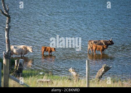 Loch Achray, Loch Lomond und Trossachs National Park, Schottland, Großbritannien. 18. Juni 2020. Im Bild: Highland Cows Tauchen Sie im kühlen loch in der Abendsonne am Ufer des Loch Achray ein, der von einem Teil der Heart 200 Route umgeben ist. Heute hat es Temperaturen in der Mitte der zwanziger Jahre gesehen, mit flüsterigen mittleren bis hohen Wolken und blauen Himmel. Quelle: Colin Fisher/Alamy Live News. Stockfoto