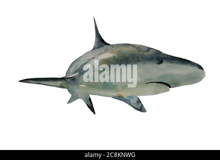 Aquarell Haifisch Illustration, Vorderansicht mit Drehung. Original handgemalte Kunst isoliert auf weißem Hintergrund Stockfoto