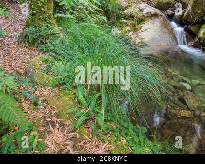 Zitronengras Citronella wächst am Ufer eines Flusses Stockfoto