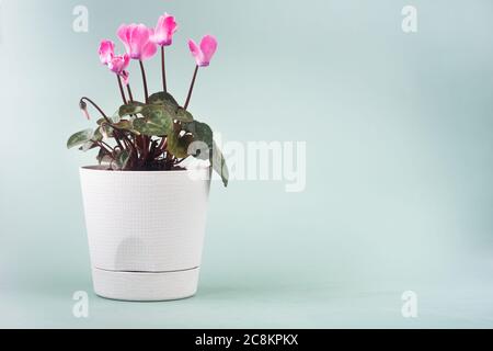 Cyclamen blühen in einem weißen Topf auf einem grau-grünen Hintergrund Stockfoto