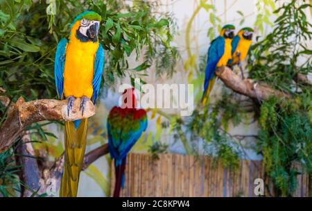 Schöne Papageien am Ast des Baumes im Naturlebensraum. Grüner Lebensraum Stockfoto