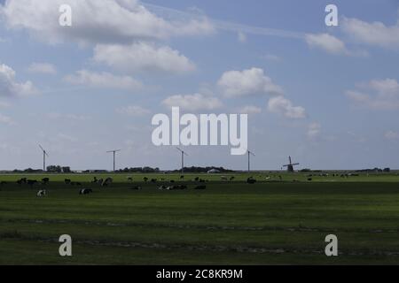 Typisch holländische Landschaft mit Windmühlen und Kühen Stockfoto