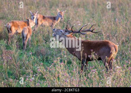 Holländischer Nationalpark Oostvaardersplassen mit männlichen Hirschen und Haremschwarm Herde in Paarungszeit Stockfoto