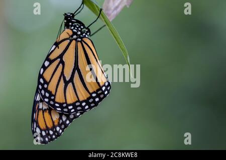 Monarch Butterfly, Danaus plexippuson, trocknende Flügel auf Chrysalis Nahaufnahme hellen Hintergrund Stockfoto