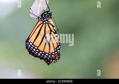 Monarch Butterfly, Danaus plexippuson, trocknende Flügel auf Chrysalis Nahaufnahme hellen Hintergrund Stockfoto