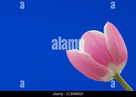 Rosa Tulpe Stockfoto