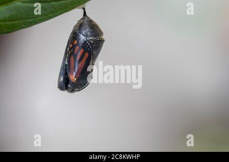 Monarchschmetterling, Danaus plexippuson, kurz vor dem Auftauchen aus chrysalis Stockfoto