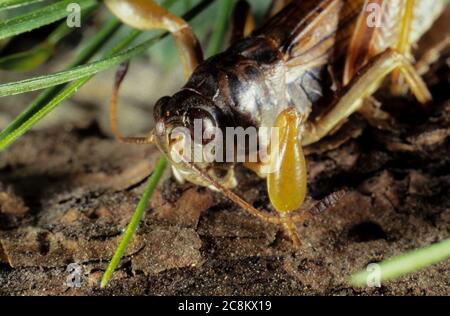 Nahaufnahme von männlichen Grasshopper (Gomphocerus sibiricus) Stockfoto