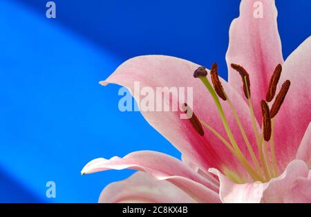 Stargazer Lilie (Lilium Orientalis) Stockfoto