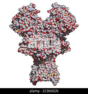 NMDA-Rezeptor (ionotroper Glutamat-Rezeptor). Struktur des menschlichen NMDAR, bestimmt durch Cryo-EM. Tetrameric Complex bestehend aus 2 NMDA 2A und 2 NMD Stockfoto