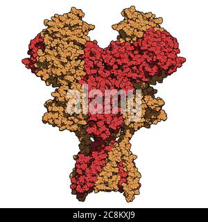 NMDA-Rezeptor (ionotroper Glutamat-Rezeptor). Struktur des menschlichen NMDAR, bestimmt durch Cryo-EM. Tetrameric Complex bestehend aus 2 NMDA 2A und 2 NMD Stockfoto