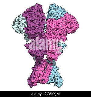 NMDA-Rezeptor (ionotroper Glutamat-Rezeptor). Struktur des menschlichen NMDAR, bestimmt durch Cryo-EM. Tetrameric Complex bestehend aus 2 NMDA 2A und 2 NMD Stockfoto