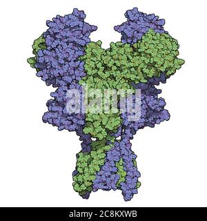NMDA-Rezeptor (ionotroper Glutamat-Rezeptor). Struktur des menschlichen NMDAR, bestimmt durch Cryo-EM. Tetrameric Complex bestehend aus 2 NMDA 2A und 2 NMD Stockfoto