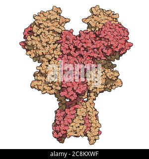 NMDA-Rezeptor (ionotroper Glutamat-Rezeptor). Struktur des menschlichen NMDAR, bestimmt durch Cryo-EM. Tetrameric Complex bestehend aus 2 NMDA 2A und 2 NMD Stockfoto