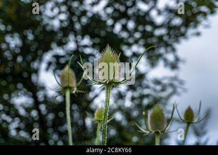 Fokusaufnahme eines Dipsacus laciniatus in einem wilden Garten. Stockfoto