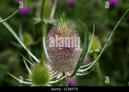 Makroaufnahme eines lebendigen Dipsacus laciniatus in einem wilden Garten Stockfoto