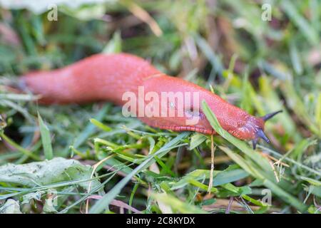 Rote Schnecke im Gras Stockfoto