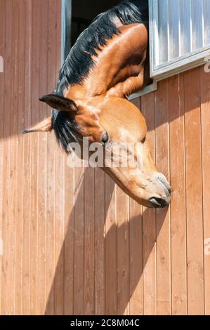 Portrait von reinrassigen Kastanienpferd im Stallfenster. Mehrfarbiges Sommerbild im Freien. Stockfoto