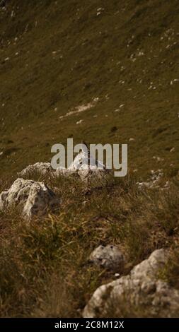 Vogel auf Stein Stockfoto