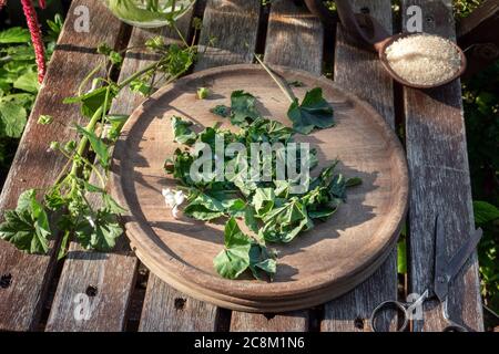 Vorbereitung von Malvensirup aus frischen Malva vernachlässecta Pflanze, im Freien Stockfoto