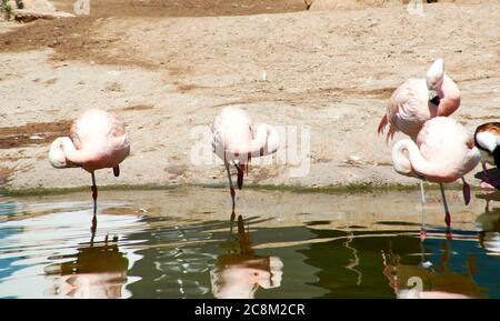 Gruppe von Flamingos am Seeufer, Vögel, Ruhe, sonniger Tag Stockfoto