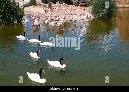 Gruppe von Schwarzhalsschwäne und Flamingos auf dem See, Vogelgruppe, Wasser, sonniger Tag Stockfoto