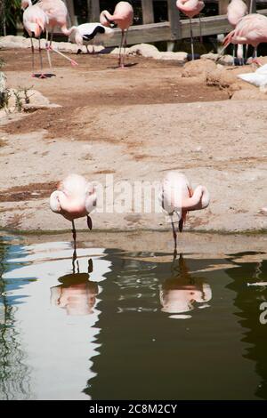 Gruppe von Flamingos am Seeufer, Vögel, Ruhe, sonniger Tag Stockfoto