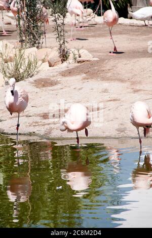 Gruppe von Flamingos am Seeufer, Vögel, Ruhe, sonniger Tag Stockfoto