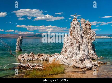 Eine kalifornische Möwe (Larus californicus) auf einer kalkhaltigen Tuffsteinformation am Mono Lake, Kalifornien Stockfoto