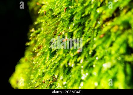 Eine Makroaufnahme einer schönen Moospflanze, die an der Seite eines Baumes wächst. Eine endlose Menge an Quellenmaterial während eines Naturspaziergangs. Stockfoto