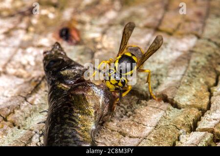 Yellowjacket (Vespula spec.) Fütterung auf toten Brook Stickleback (Culaea inconstans) Stockfoto