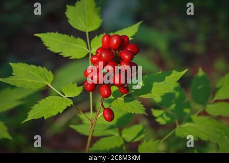 Steinbramble Rubus saxatilis wächst in freier Wildbahn. Stockfoto