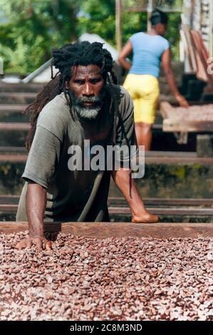 Grenada, Westindien, Karibik - 28. Dezember 2011: Der Mensch verarbeitet frische Kakaobohnen aus biologischem Anbau. Stockfoto