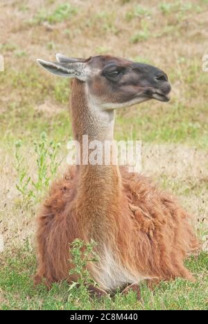 Lama, Lama glama Stockfoto